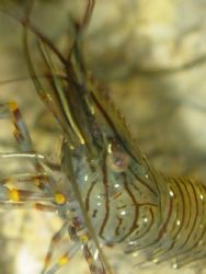 Shrimp (Palaemon serratus). Shot in Baleal, Portugal, usi... by Joao Pedro Tojal Loia Soares Silva 